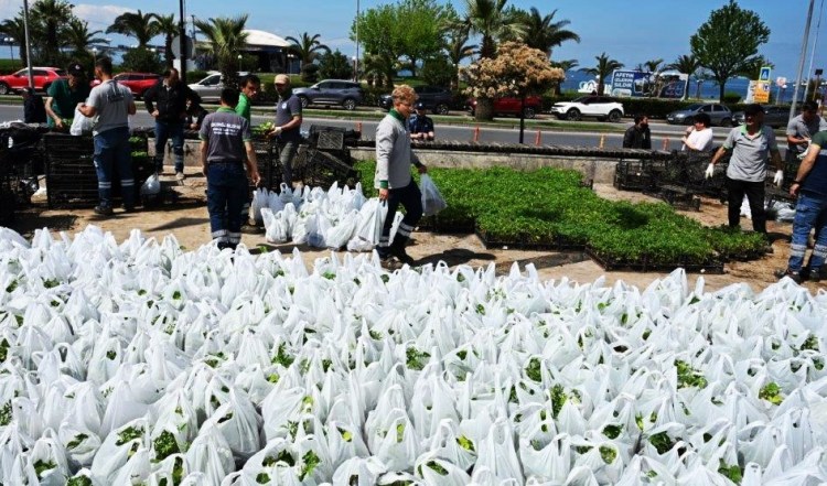 KDZ. EREĞLİ BELEDİYESİ, 350 BİN ATA TOHUMU FİDESİNİ HALKA ÜCRETSİZ DAĞITTI