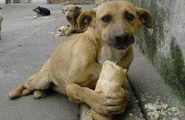 Aç kalan sokak hayvanları daha agresifleşir